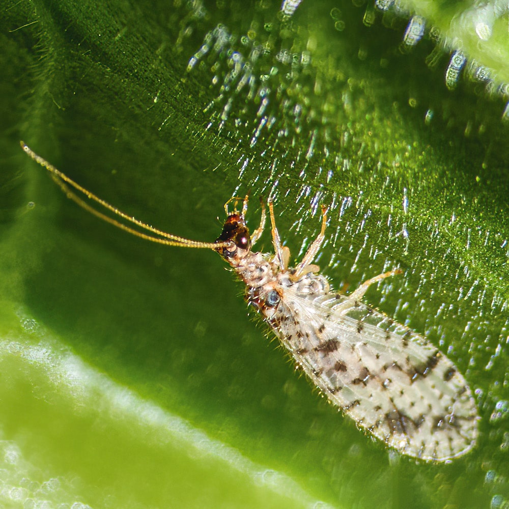 Lacewing - The Canadian Encyclopedia