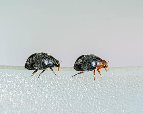 Aphidolete adult - Applied Bio-nomics Beneficials